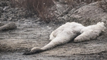 Фотография к новости: На побережье Каспия возле Актау обнаружили массовую гибель лебедей