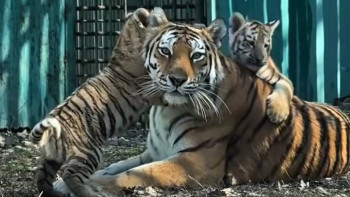 Фотография к новости: В Алматинском зоопарке родилась тройня амурских тигрят