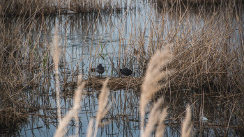 Фотография к новости: Сухой камыш загорелся недалеко от аквапарка в Конаеве