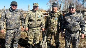 Фотография к новости: Застрял в болоте: в Зайсане спасли новорождённого жеребёнка