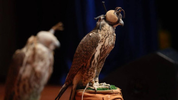 Фотография к новости: Редких соколов выпустили на волю в «Алтын-Эмеле»