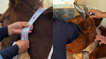 Фотография к новости: Новый способ снижения ДТП с животными придумали в Актюбинской области