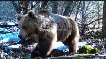 Фотография к новости: В горах Алматы заметили проснувшихся медведей - видео