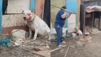 Фотография к новости: Избиение собаки в Атырау: женщина оказала сопротивление при задержании