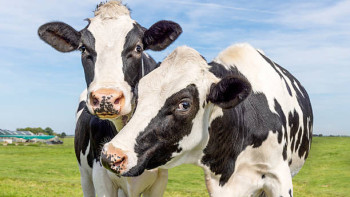 Фотография к новости: «Две коровы» больше не приносят дохода семьям в Казахстане