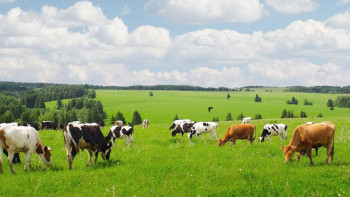 Фотография к новости: В Казахстане ужесточают контроль мяса