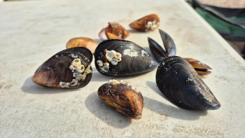 Фотография к новости: Эксперты объяснили появление мидий в Каспийском море