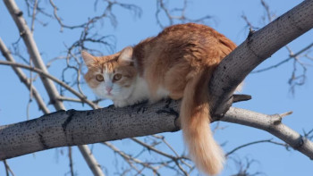Фотография к новости: Павлодарец сорвался с дерева спасая кота