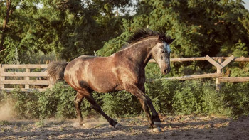 Фотография к новости: Ребенок на лошади столкнулся с автомобилем на улице Тараза