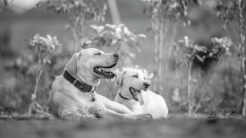 Фотография к новости: Бродячих собак будут усыплять через 5 дней после отлова