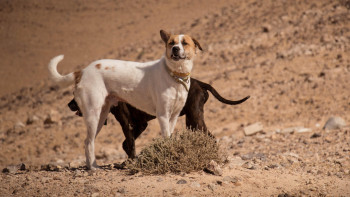 Фотография к новости: В Мажилисе объяснили, каких собак будут считать бродячими