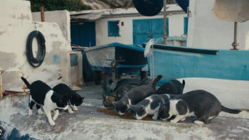 Фотография к новости: Мажилис принял поправки по вопросам обращения с животными