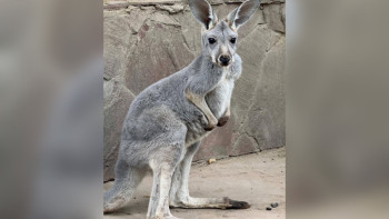 Фотография к новости: В Алматинском зоопарке родились три кенгуренка