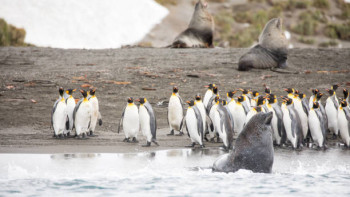 Фотография к новости: Два вида животных признаны исчезающими в Антарктиде