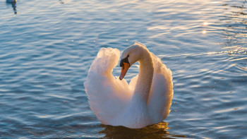 Фотография к новости: В Мангистау прокомментировали сообщения о гибели лебедей на побережье Каспия