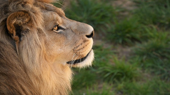 Фотография к новости: В Семее мужчины бросали камни в львов в биоцентре