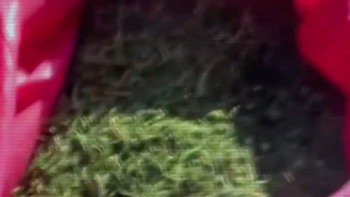 Фотография к новости: Почти три тонны наркотиков не допущено в оборот с начала года