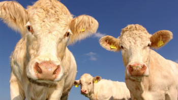 Фотография к новости: Скотокрады лишились автомобилей по решению суда в Жетысу