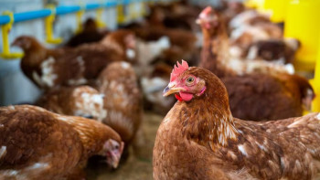 Фотография к новости: Отходы в деньги: как в Казахстане делают энергию из помета