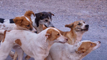 Фотография к новости: Депутаты усомнились в расходовании 14,9 млрд тенге на бездомных животных