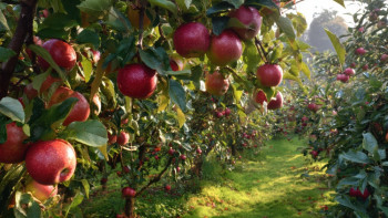 Фотография к новости: В Шымкенте раскрыли схему хищения 430 млн тенге на яблоневых садах