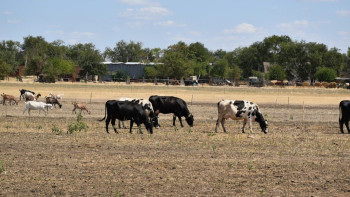 Фотография к новости: В ЗКО раскрыли ОПГ скотокрадов: в схеме оказались замешаны ветврачи