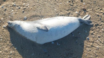 Фотография к новости: Почти 100 туш тюленей выбросило на побережье Каспия в Мангистауской области