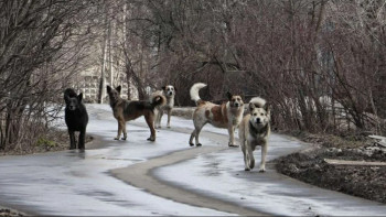 Фотография к новости: В Кокшетау беременную женщину покусала стая бродячих собак