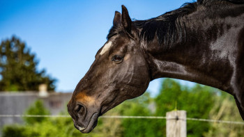 Фотография к новости: Более 100 лошадей погибли: В Мангистау ликвидируют последствия непогоды