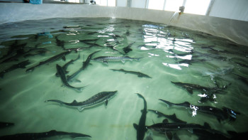 Фотография к новости: Икру без вреда рыбе начнут производить в Мангистау