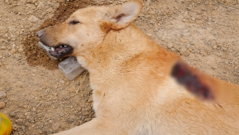 Фотография к новости: В Актау погибла раненая беременная собака: зоозащитники требуют расследования