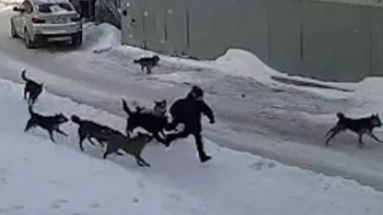 Фотография к новости: Абенов: проблему бродячих собак нужно решать системно, а не эмоциями