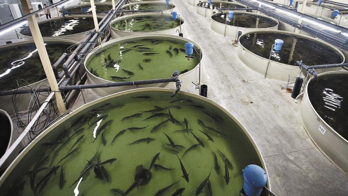  Комитет рыбного хозяйства Министерства сельского хозяйства РК