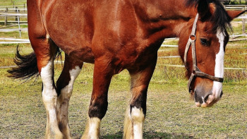 Фотография к новости: В Мангистауской области погибло около 100 лошадей: что говорит комиссия