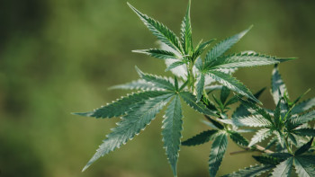 Фотография к новости: Житель Шахтинска заплатил штраф за хранение куста конопли