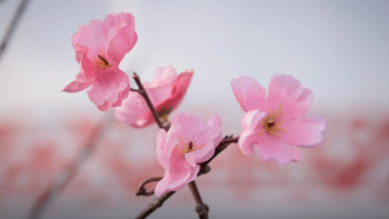 Фотография к новости: До 32 градусов  жары и сильные дожди: прогноз погоды на ближайшие дни