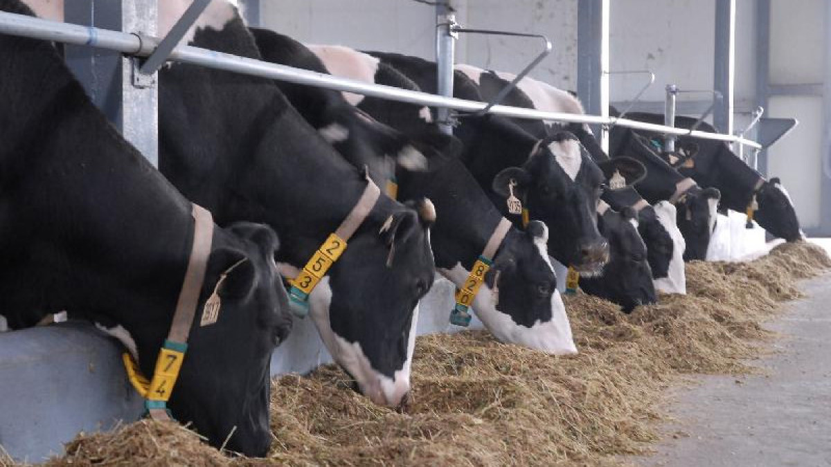  Иллюстративное фото.