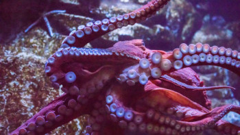 Фотография к новости: В древних морях могли жить осьминоги длиной до 19 метров