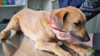 Фотография к новости: Токаев: Следует ужесточить ответственность за ненадлежащее содержание животных