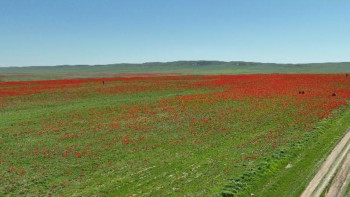 Фотография к новости: Тюльпановые ковры распростёрлись в степях Жамбыла