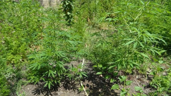 Фотография к новости: В Азербайджане задержали подозреваемых в выращивании конопли