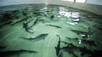 Фотография к новости: У жителя Атырау изъято 501,9 кг рыбы осетровых пород