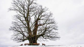 Фотография к новости: Три человека погибли из-за упавших деревьев в Самарской области РФ