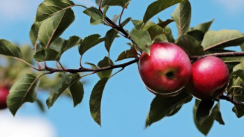 Фотография к новости: В Жетысу пройдет фестиваль цветения яблони Сиверса