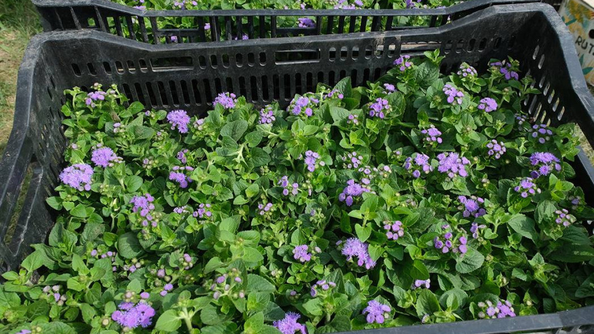  Акимат Алматы