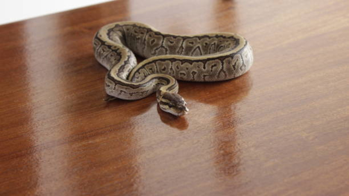  Istockphoto