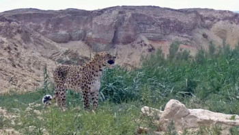 Фотография к новости: Леопард Алтынкоз вновь попал в объектив фотоловушек в Мангистауской области