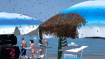 Фотография к новости: В Италии наблюдают нашествие пчёл: тысячи насекомых прилетели на пляж