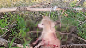 Фотография к новости: Житель Степногорска пытался "усыпить" собаку молотком: дело расследует полиция