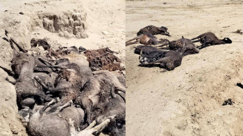Фотография к новости: Более 1200 овец и коз погибли после сильной непогоды в Атырауской области